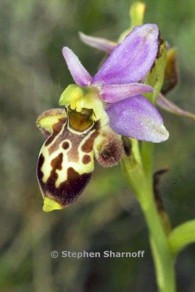 ophrys scolopax 4 graphic